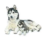 Husky Clip Art EPS Images. 424 husky clipart vector illustrations available to search from over
