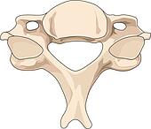 子宫颈 vertebrae 插图及像片图库 291 子宫颈 